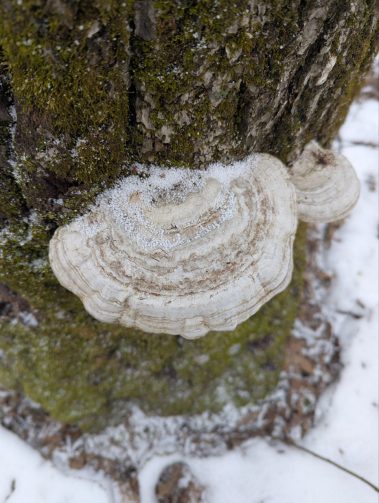 Raco Locos Take on Rabun Bald: A Snowy, Icy Trek to the Top