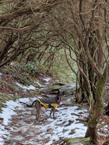 Raco Locos Take on Rabun Bald: A Snowy, Icy Trek to the Top
