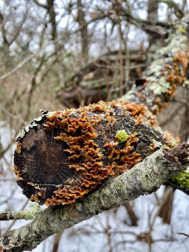 Raco Locos Take on Rabun Bald: A Snowy, Icy Trek to the Top