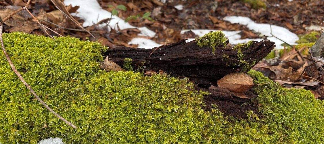 Raco Locos Take on Rabun Bald: A Snowy, Icy Trek to the Top