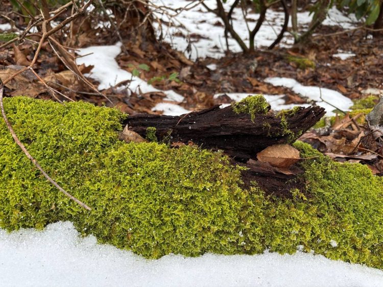 Raco Locos Take on Rabun Bald: A Snowy, Icy Trek to the Top Raco Locos Take on Rabun Bald: A Snowy, Icy Trek to the Top
